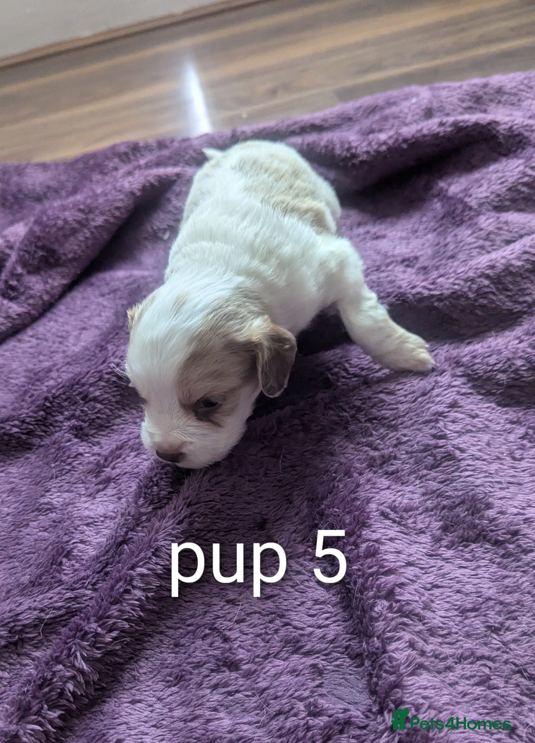 Sprocker dogs for sale: 5 sprocker puppies for sale - Image 14