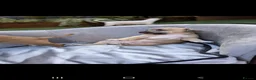 Jack Russell dogs for sale: Jack russell puppy  - Advert 21