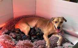 Mixed Breed dogs for sale: Saluki Bull Grey Puppies  - Image 1