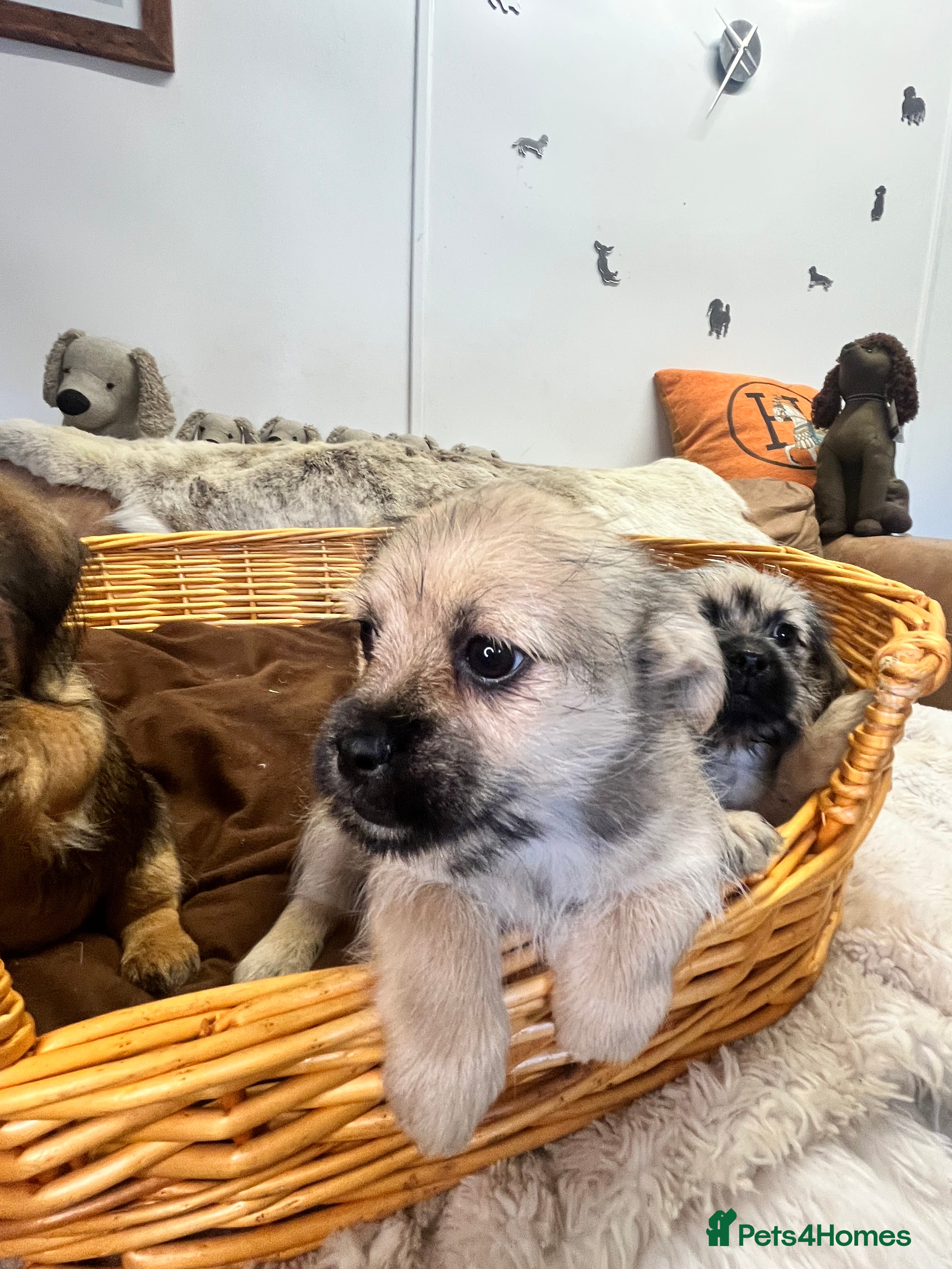 Jack Russell dogs Stunning gorgeous Types  - Advert 2