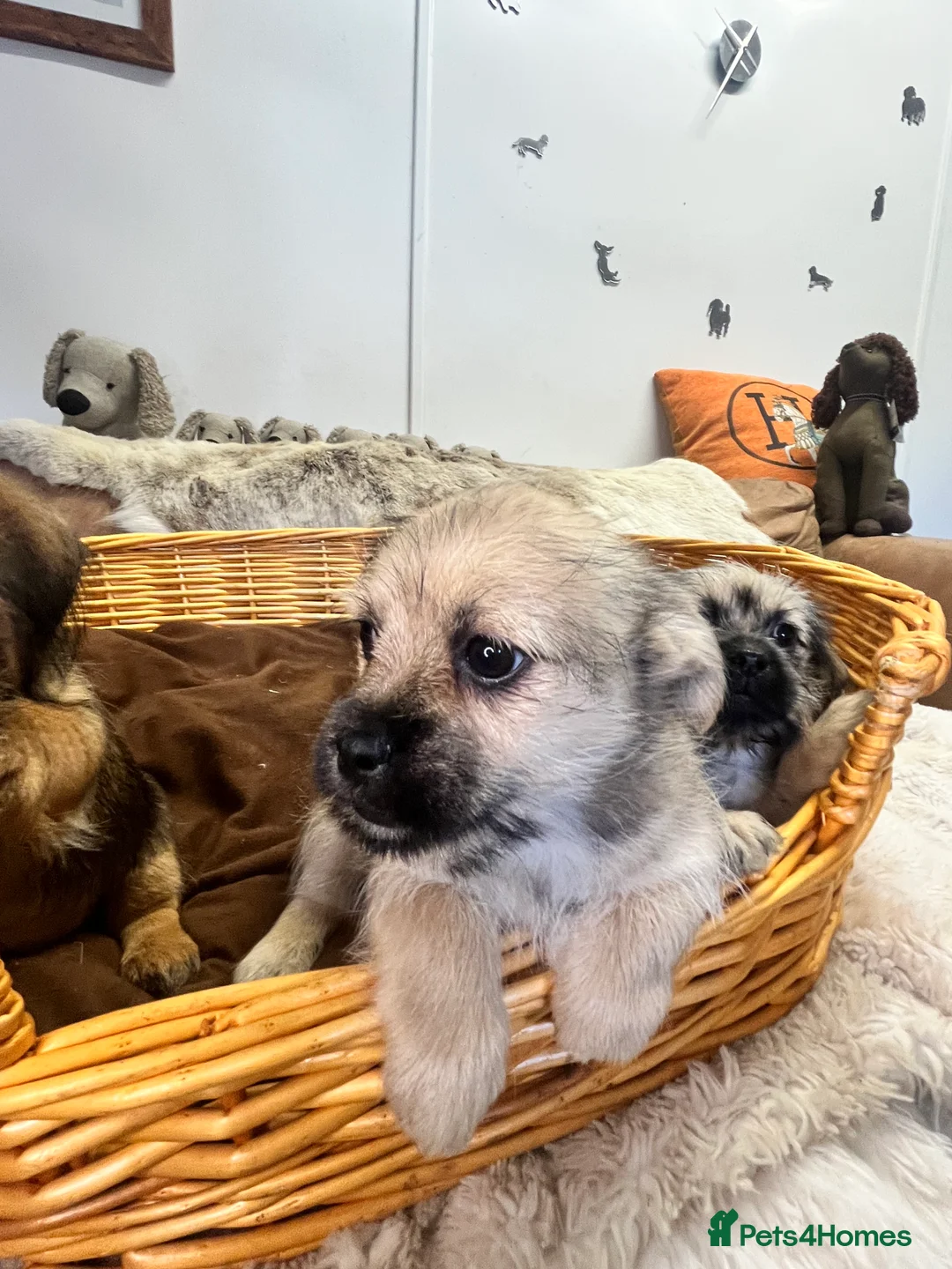 Jack Russell dogs for sale: Stunning gorgeous Types  - Advert 2