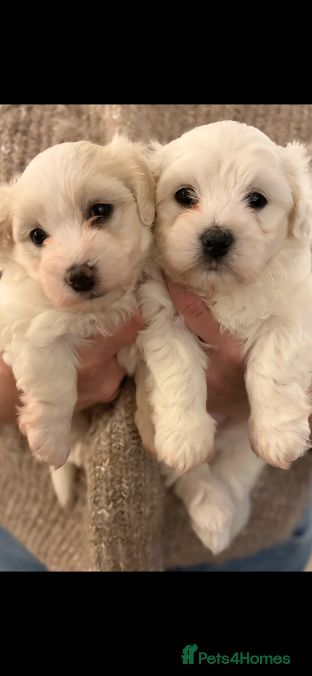 Coton De Tulear dogs for sale: Pure Coton de Tulear puppies  - Advert 1