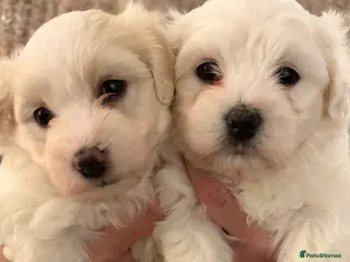 Coton De Tulear dogs Pure Coton de Tulear puppies - Advert 6