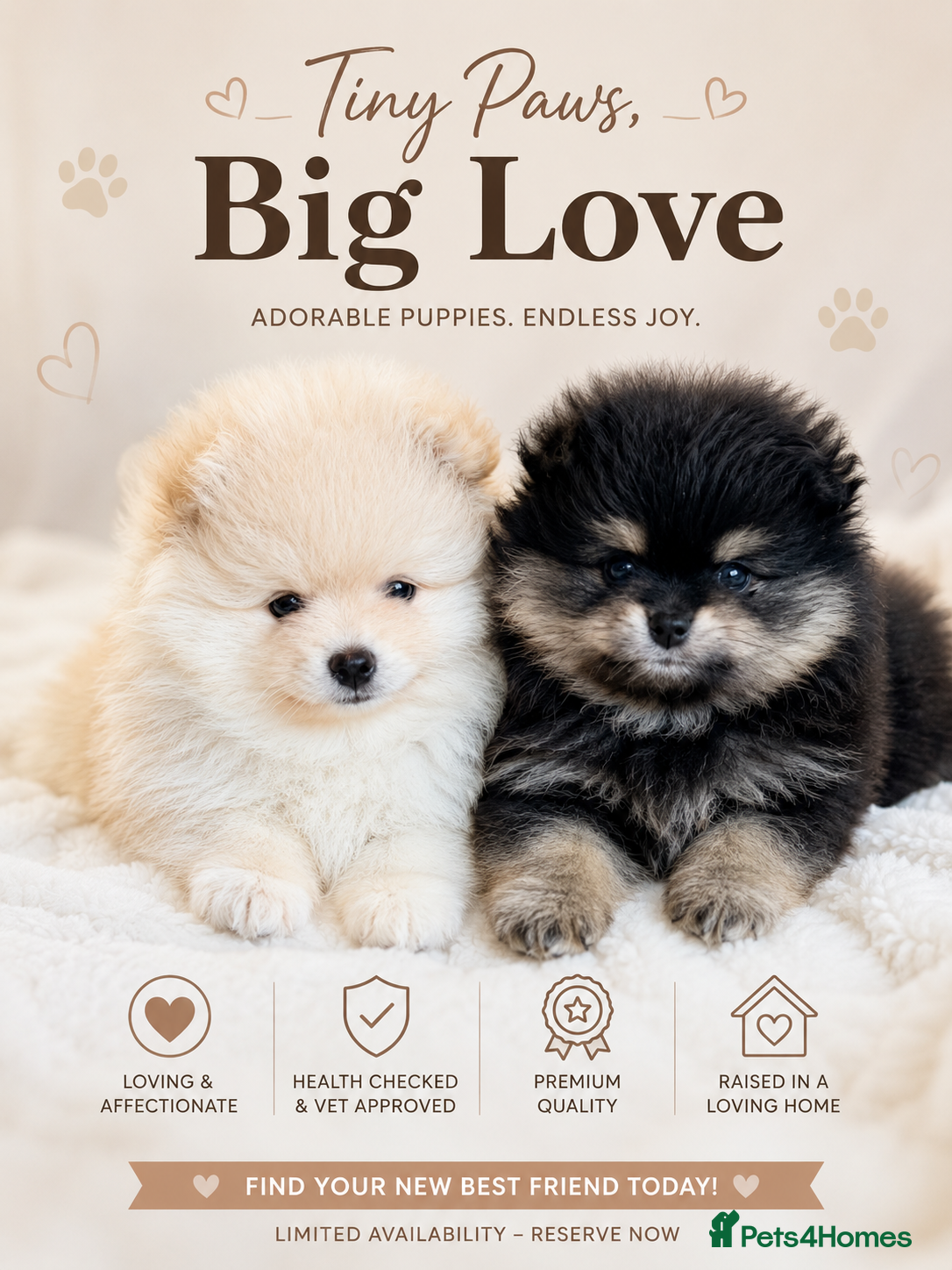 Pomeranian dogs 🌟 Luxury Pomeranian Puppies 🌟  - Advert 1