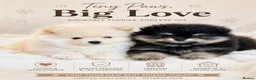 Pomeranian dogs for sale: 🌟 Luxury Pomeranian Puppies 🌟  - Advert 1