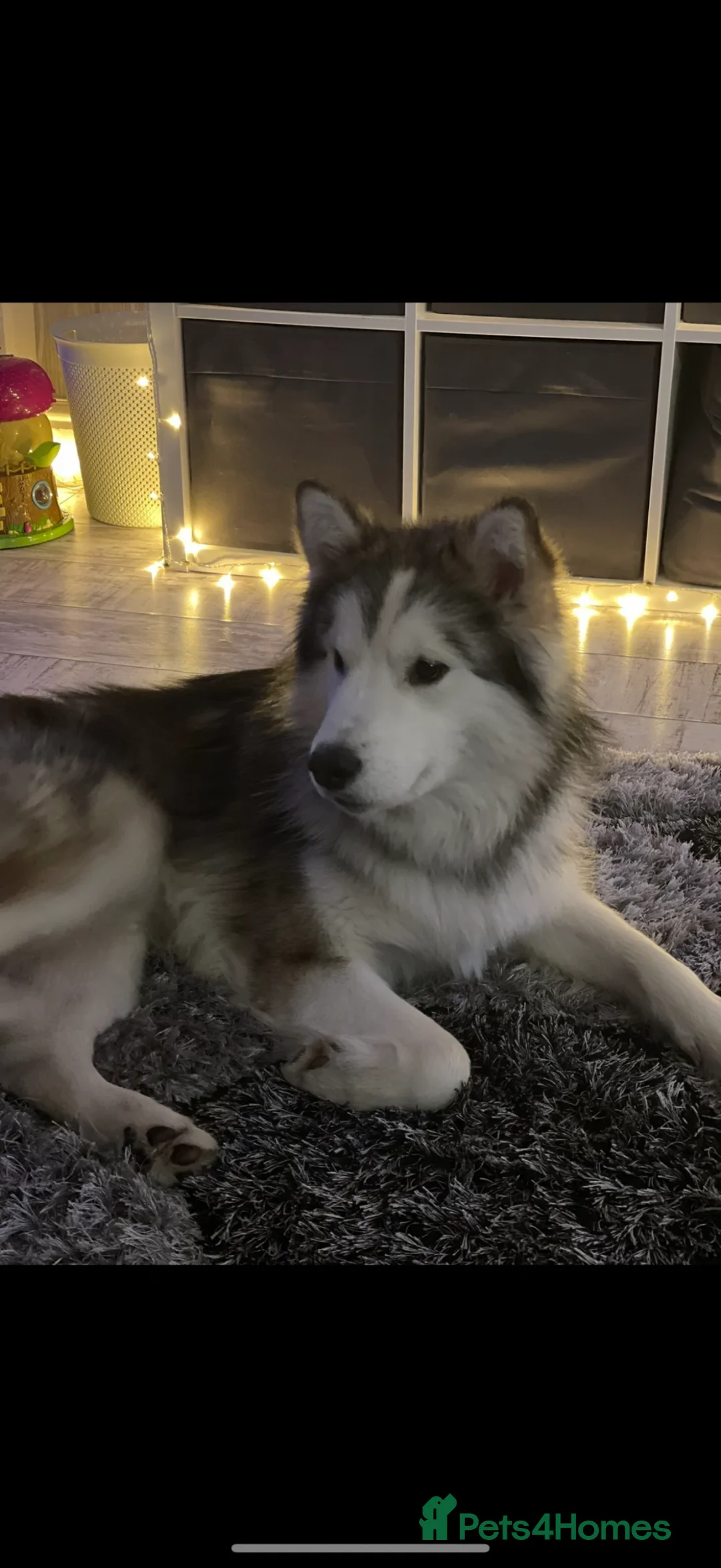 Alaskan Malamute dogs for sale: 3/4 malamute puppies like husky ready now - Advert 2