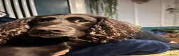 Cocker Spaniel dogs for sale: Pedigree Working Cocker Spaniels 2 boys available - Advert 10