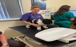 Standard Poodle dogs for sale: Standard Poodle x St Berdoodle  - Image 31