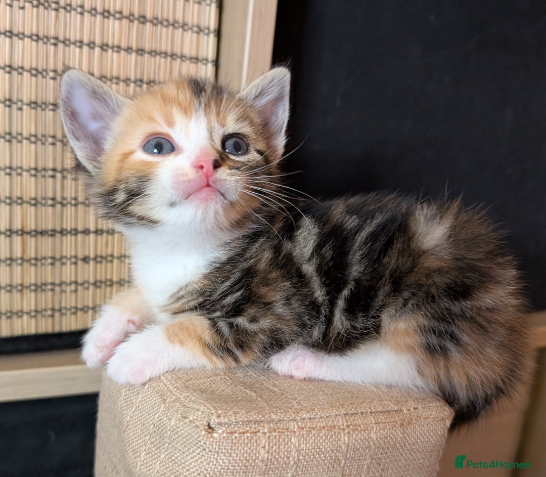 Mixed Breed cats for sale: Stunning kittens looking for loving forever homes - Advert 2