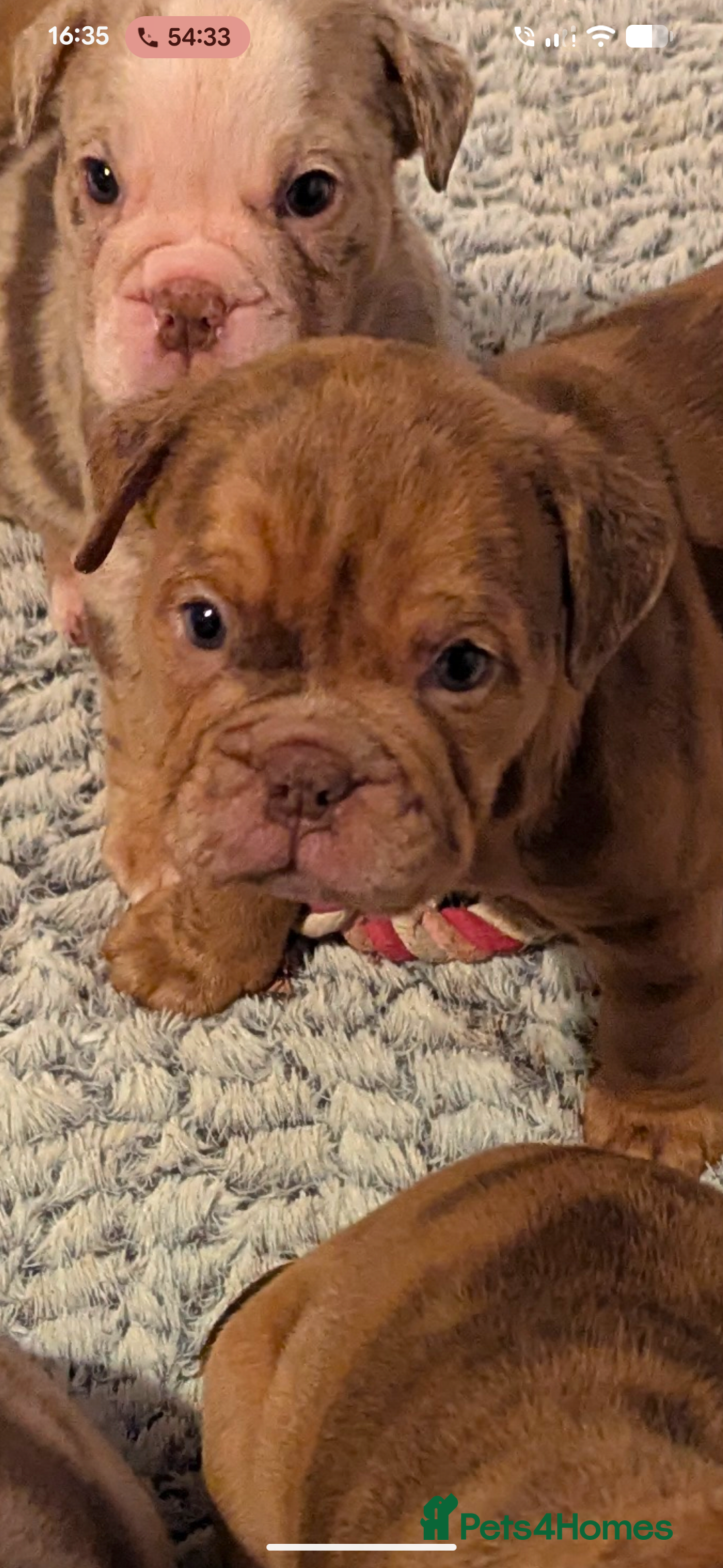 Old Tyme Bulldog dogs for sale: STUNNING OLD TYME ENGLISH BULLDOG PUPPIES  - Advert 3