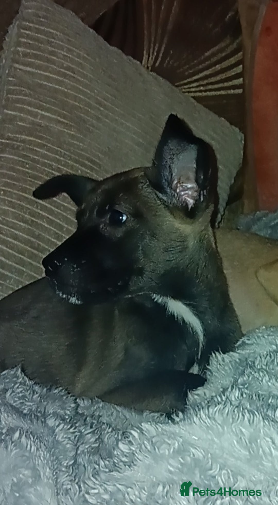 Cane Corso dogs for sale: Mix cane corso - Advert 3