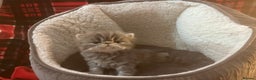 Persian cats for sale: 4 ADORABLE LITTLE CUTIE PIES, (READY 9TH JAN)  - Advert 26
