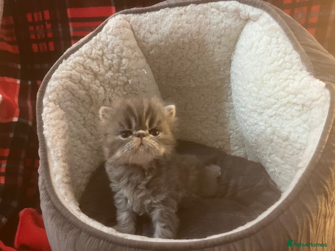 Persian cats for sale: 4 ADORABLE LITTLE CUTIE PIES, (READY 9TH JAN)  - Advert 26