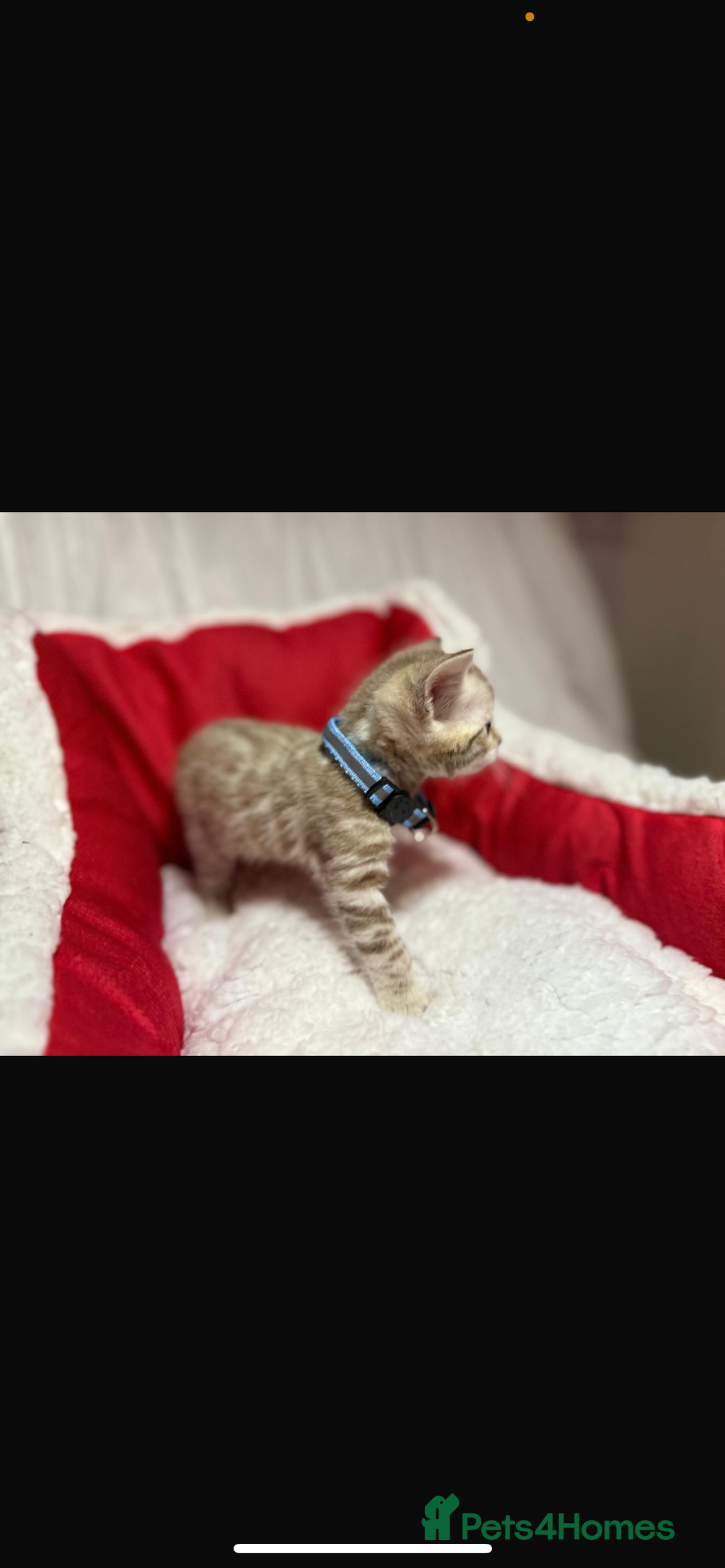 Bengal cats for sale: 🐆Bella's Bengals🐆 - Advert 30