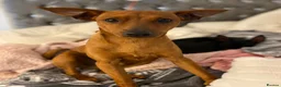 Miniature Pinscher dogs for sale: Blue Miniature Doberman Pinscher Stag Red  - Advert 5