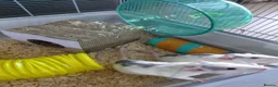 Rat rodents for sale: 2 male rats in Thetford - Advert 18