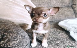 Chihuahua dogs for stud: The boy who never left ….Tommy for Stud - Image 9