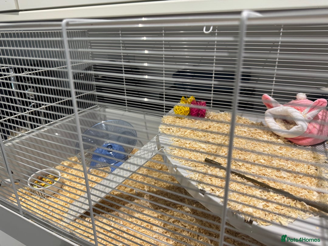 Hamster rodents for sale: Syrian hamster  - Image 11