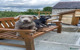 Labrador Retriever dogs for sale: Beautiful Berti  - Image 8