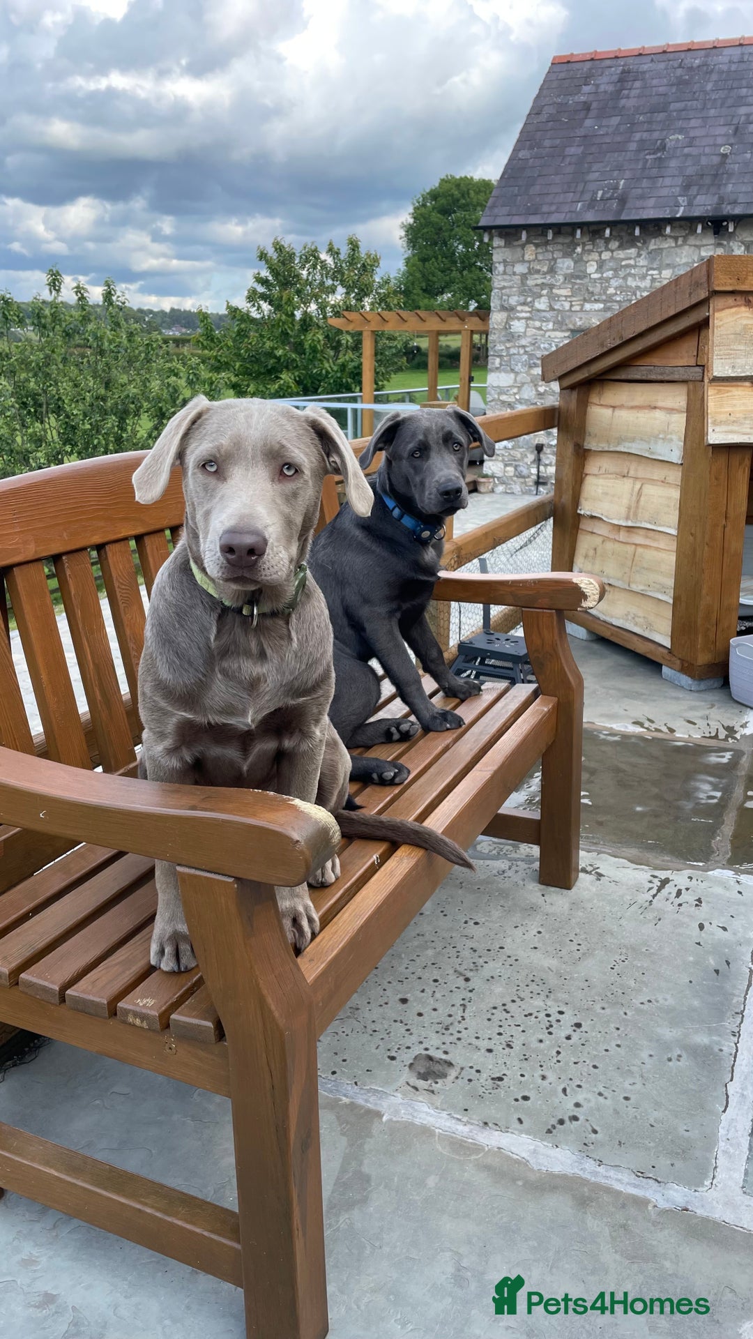 Labrador Retriever dogs for sale: Beautiful Berti  - Image 8