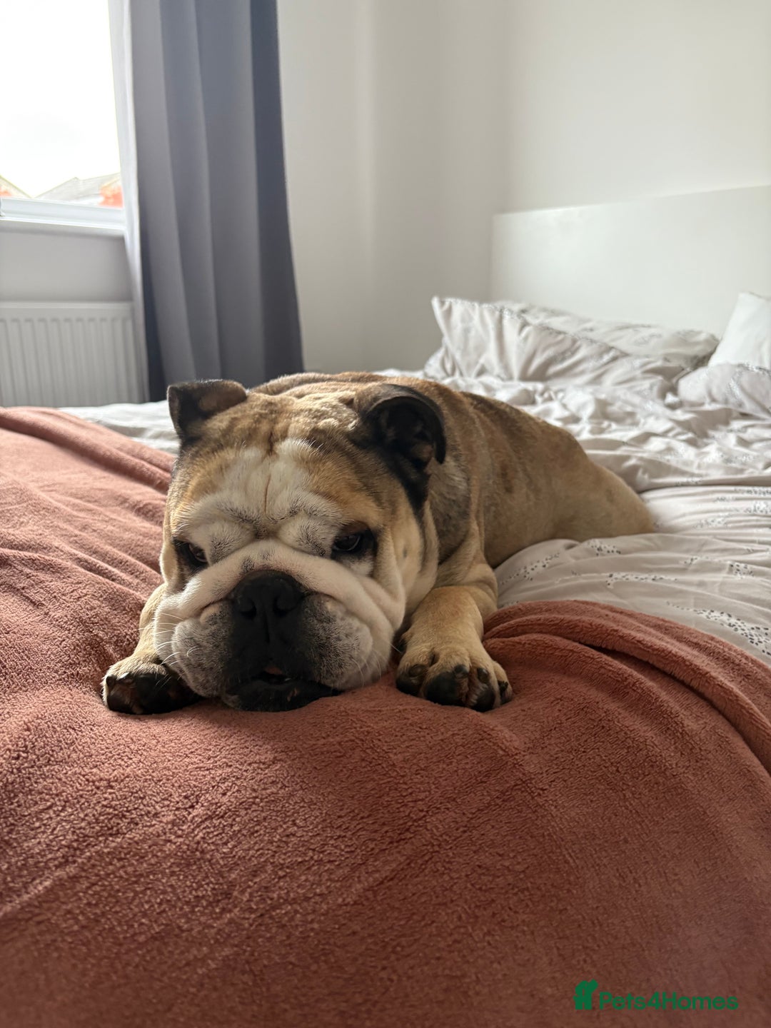 English Bulldog dogs for stud: Proven KC reg English Bulldog for Stud - Image 5