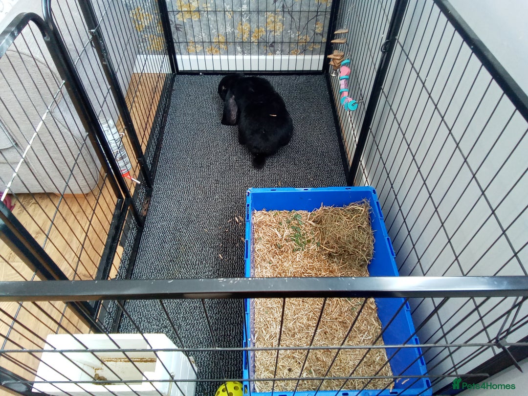 English Lop rabbits for sale: English Lop - Image 5