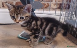 Mixed Breed cats for sale: Gorgeous Bengal x babies **READY NOW** - Image 7