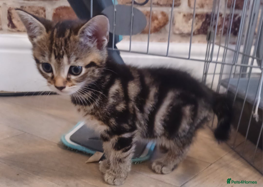 Mixed Breed cats for sale: Gorgeous Bengal x babies **READY NOW** - Image 7