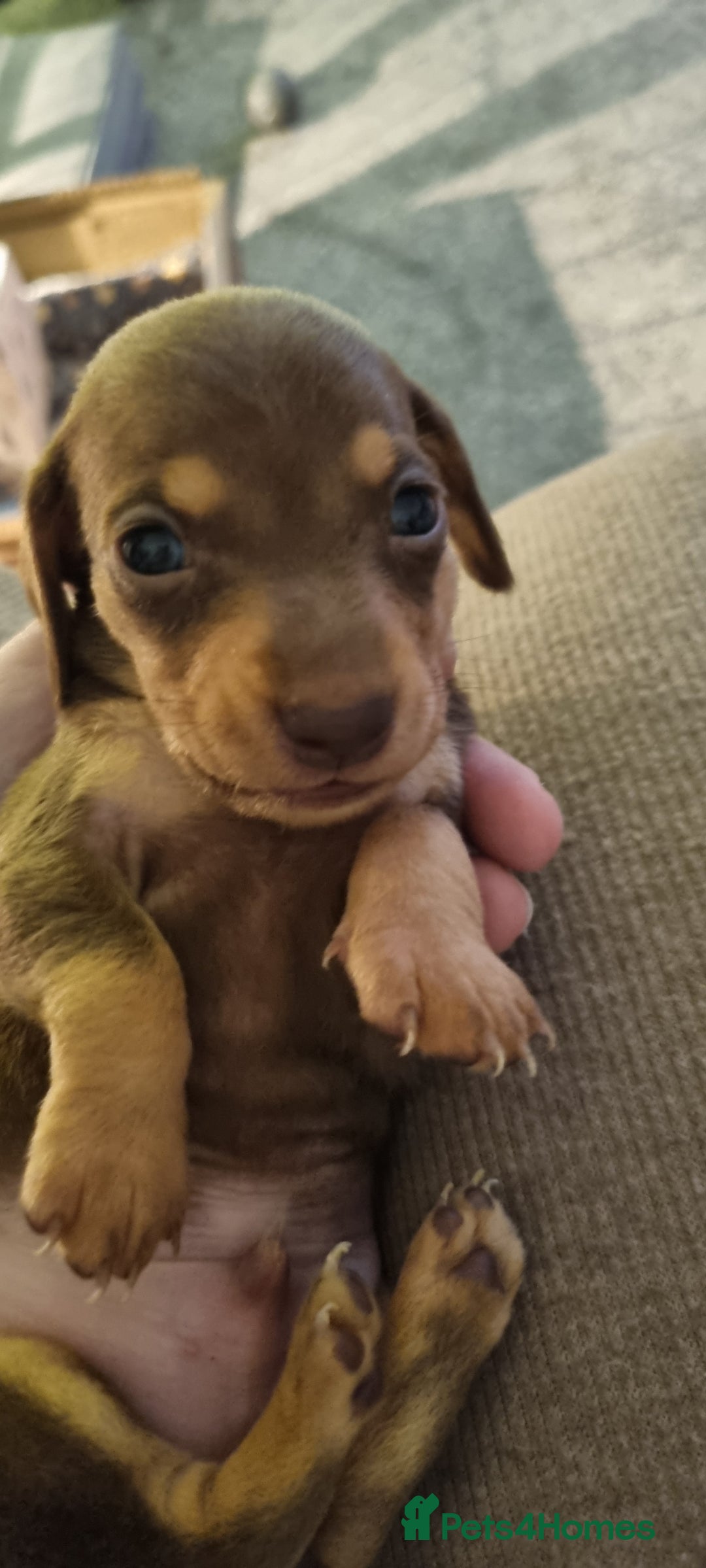 Miniature Dachshund dogs for sale: Short haired Minature Daschunds puppies  - Advert 2