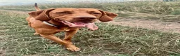 Hungarian Vizsla dogs for stud: Proven Hungarian Viszla Stud - Strong litter of 7 in Chester-le-Street - Advert 5