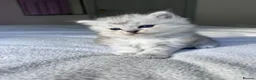 Mixed Breed cats for sale: Beautiful Fluffy Kittens – BritishLonghair&Ragdoll in Penicuik - Advert 20