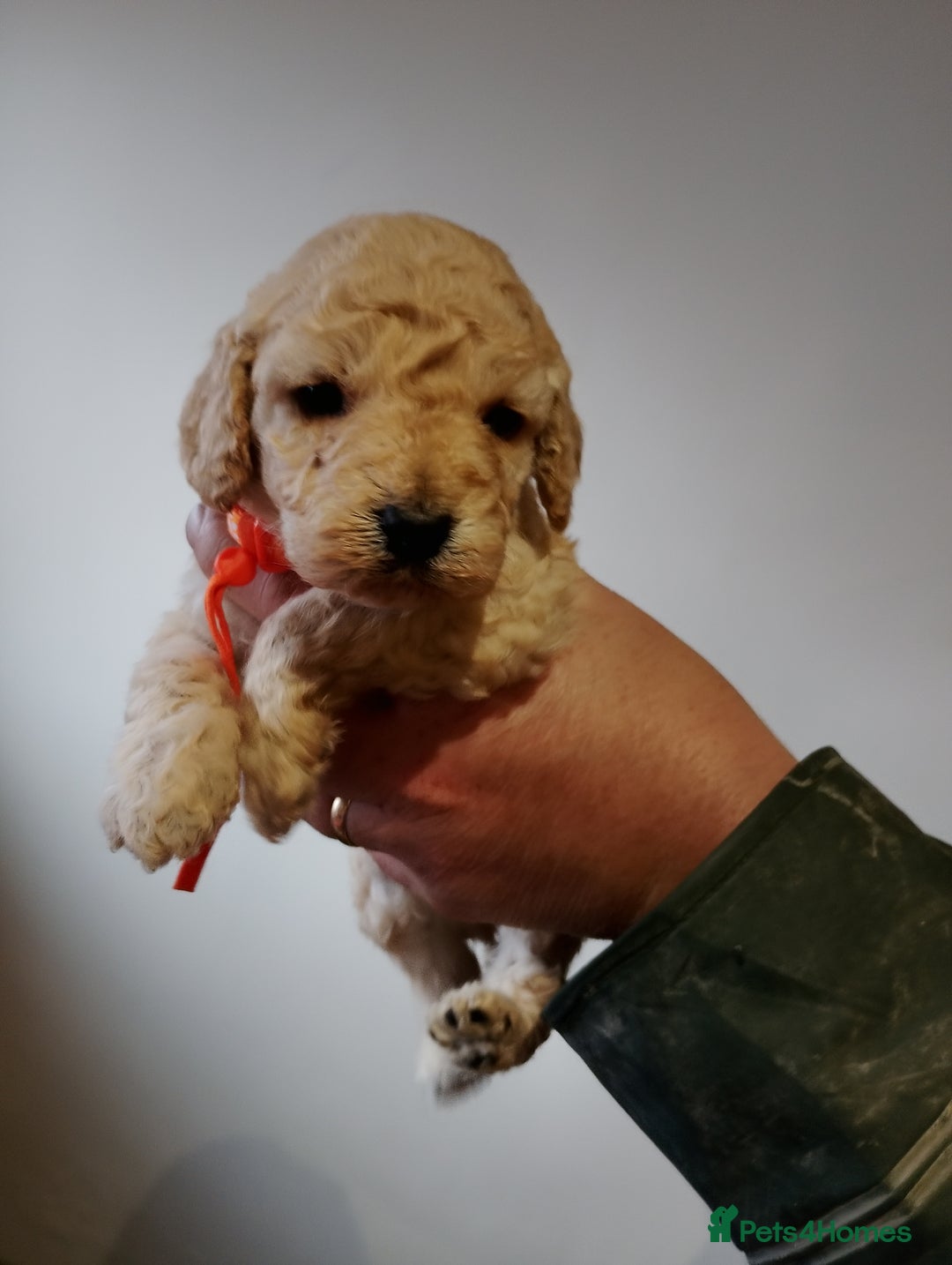 Cockapoo dogs for sale: Cockapoo puppies  - Advert 7