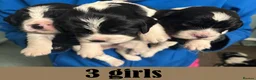 English Springer Spaniel dogs for sale: English Springer Spaniel Puppies - 5 Star Licence - Advert 4