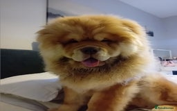 Chow Chow dogs for stud: Chowmazing  - Image 2