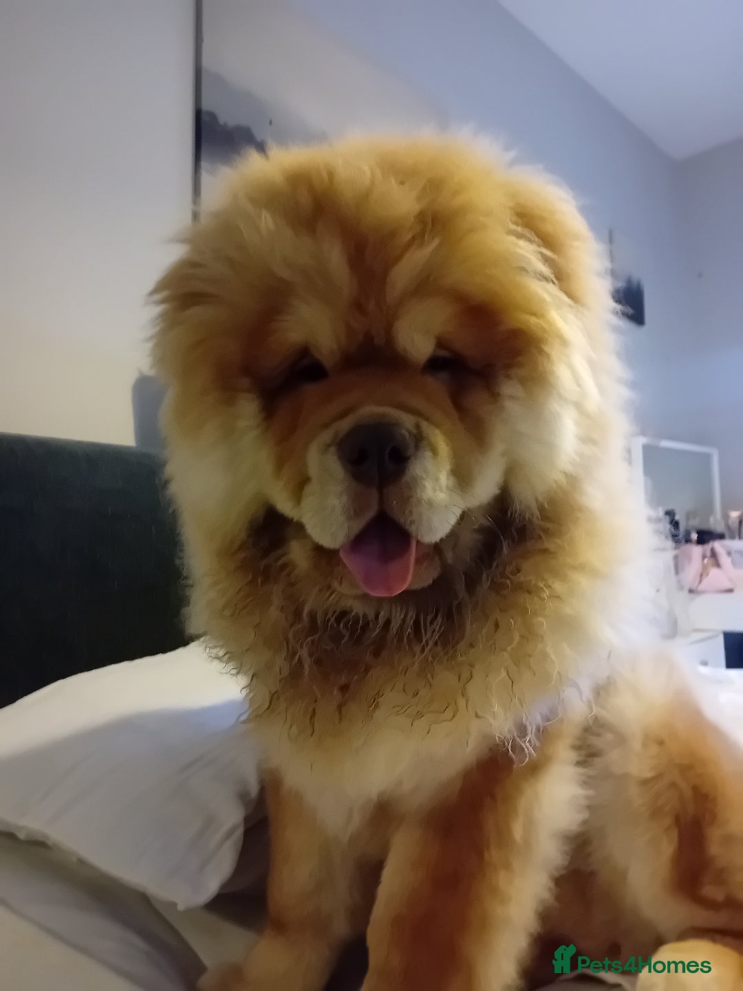 Chow Chow dogs for stud: Chowmazing  - Image 2