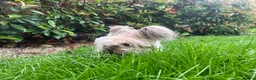 Angora rabbits for sale: Benny the bunny in London - Advert 2