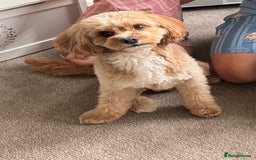 Cavapoo dogs for stud: Proven Toy Cavapoo Stud Extensively Health Checked in Preston - Image 1