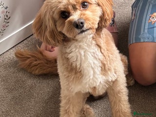 Cavapoo dogs in Preston - Advert 2