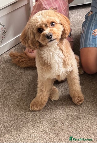 Cavapoo dogs in Preston - Advert 1