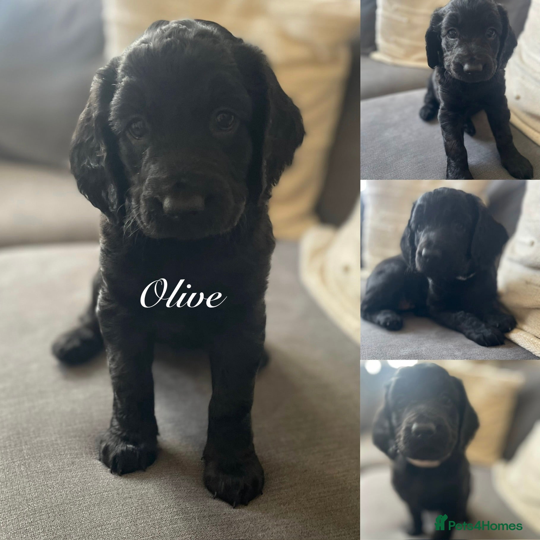 Mixed Breed dogs Beautiful litter of rare cockapoo Doodle/redsetter - Advert 2