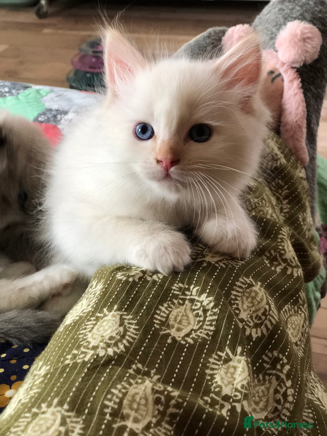 Ragdoll cats for sale: Tica reg Cherubim Ragdoll bonded siblings. Male.  - Advert 13