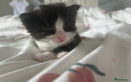 Mixed Breed cats for sale: 4 beautiful kittens  - Image 10