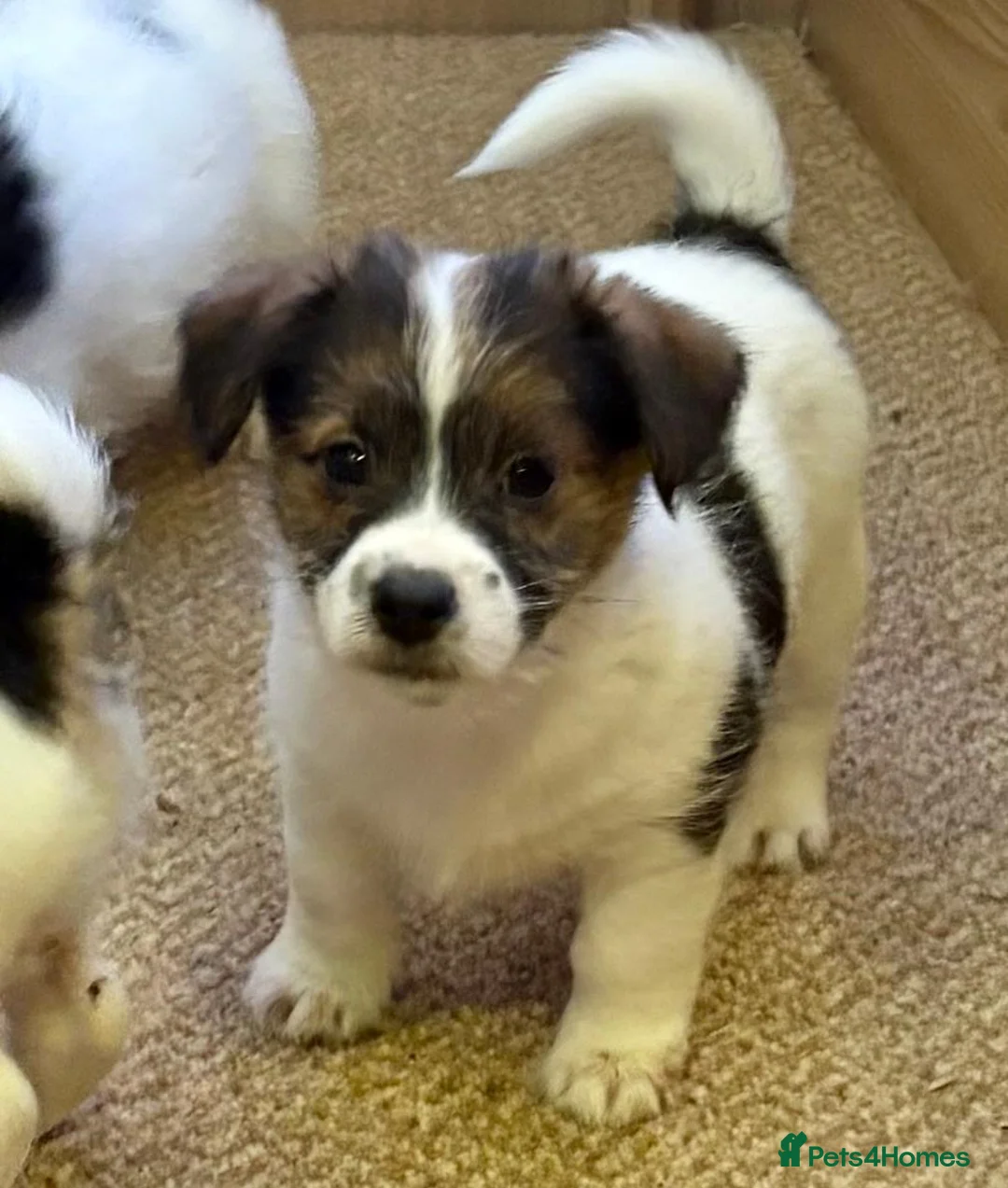 Jack Russell dogs for sale: Traditional short-legged Jack Russell puppy’s!  - Advert 12