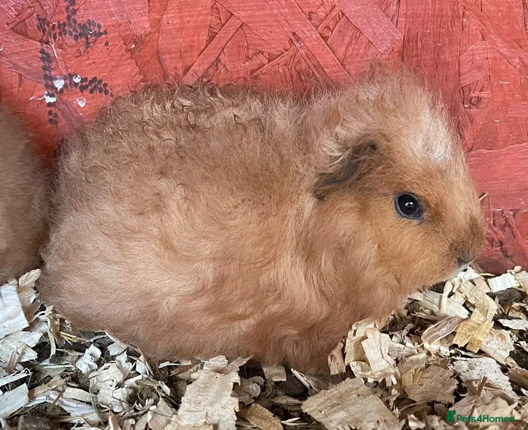 Guinea Pig rodents for sale: Three Beautiful Swiss Girls - Advert 2