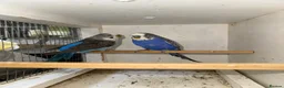 Budgerigars birds for sale: Beautiful mutation bw/bf  - Advert 3