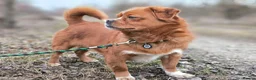 Mixed Breed dogs for adoption: 💙🐶 BONIK – TWO PERSONALITIES IN ONE LITTLE BODY in Burton-on-Trent - Advert 5