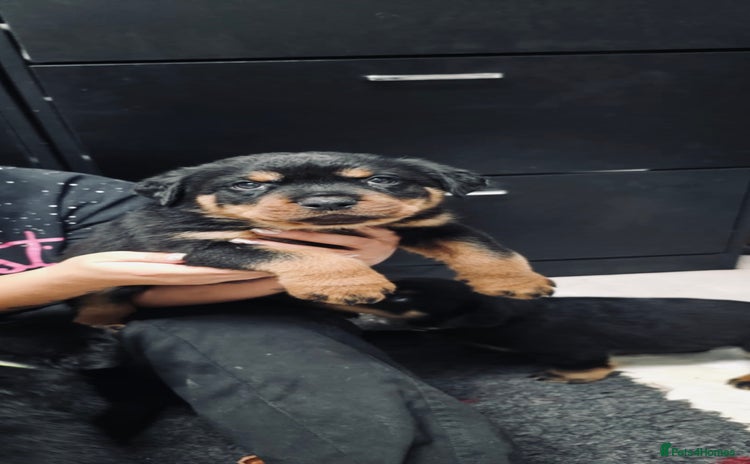 Rottweiler dogs - Advert 4