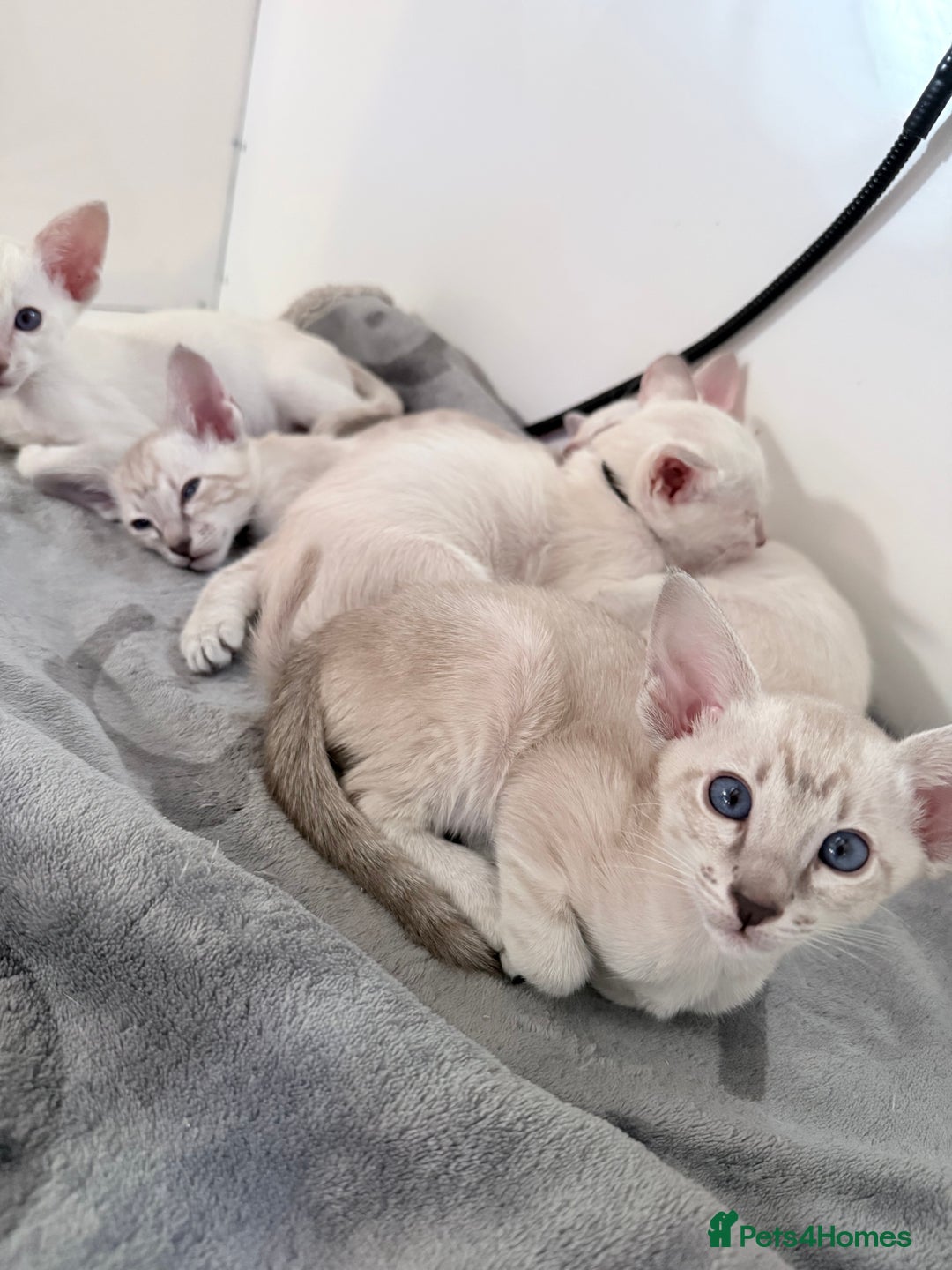 Siamese cats for sale: Cute Siamese babies - Advert 6