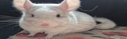 Chinchilla rodents for sale: A verity of Chinchillas rpa/rpac - Advert 20