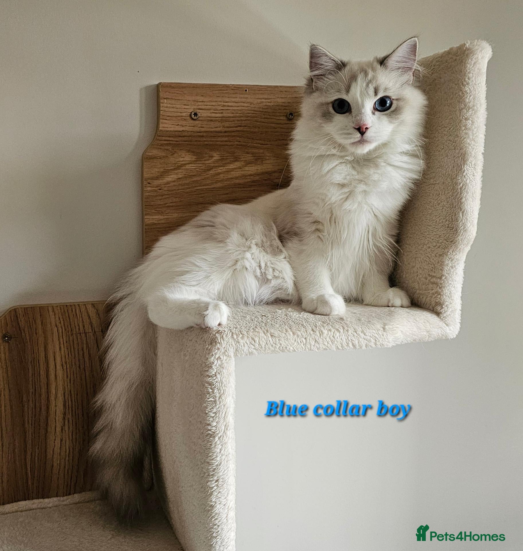 Ragdoll cats STUNNING TICA REGISTRED RAGDOLLS - Advert 2
